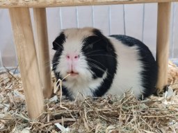 Lingener Kleintiertage November 2024